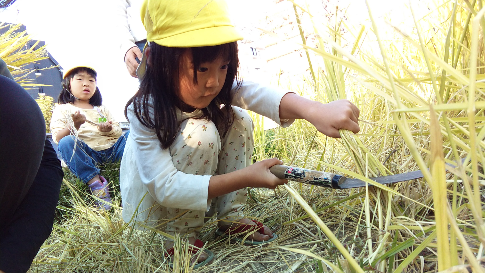 一人で稲を刈る子ども