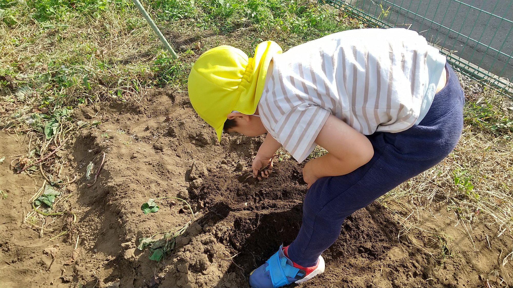 土を掘る子ども