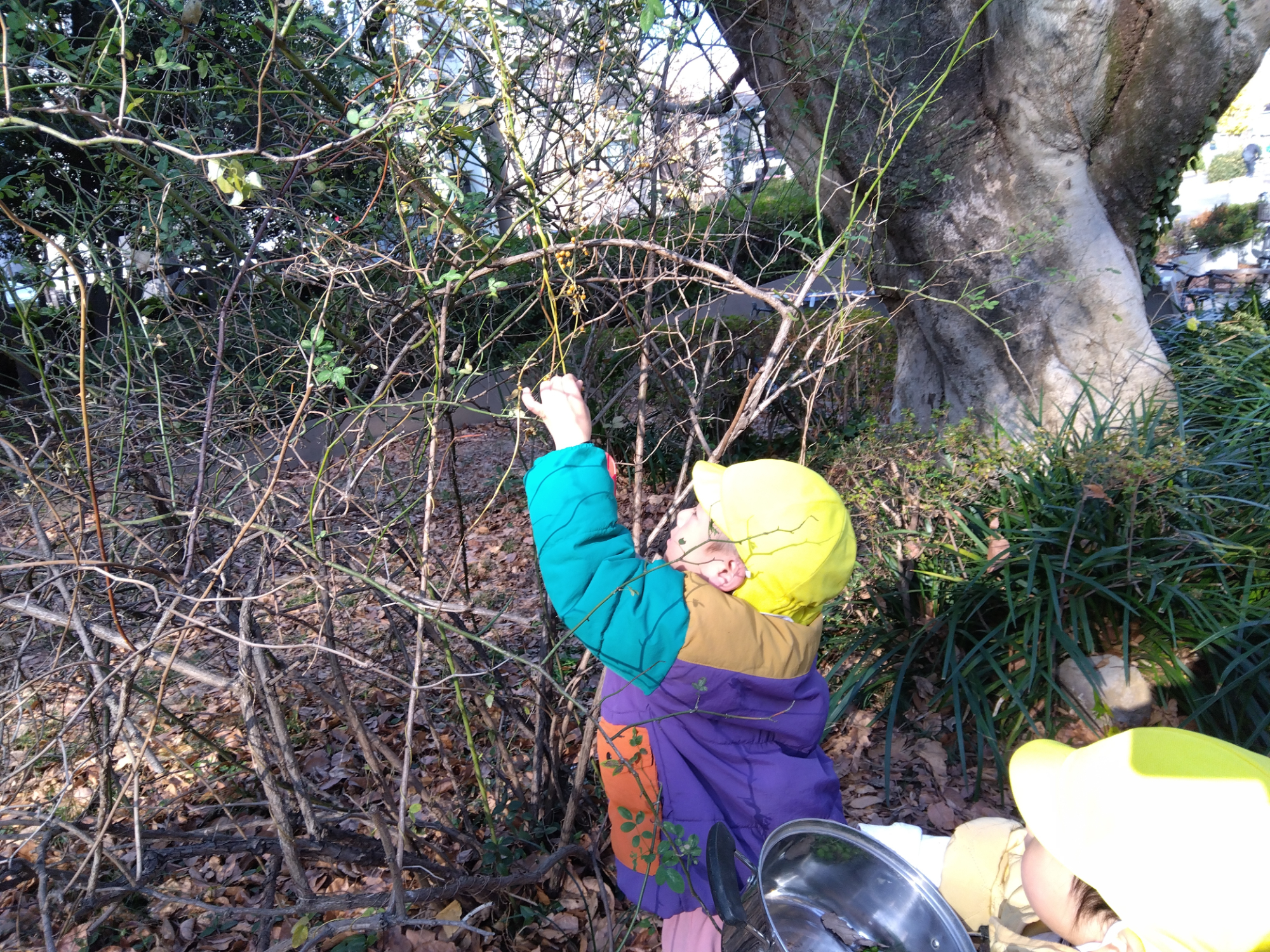 枝を引っ張り木の実を取る様子