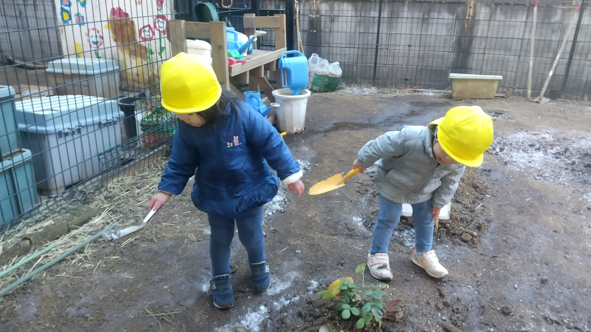畑で霜柱を探す子どもたち