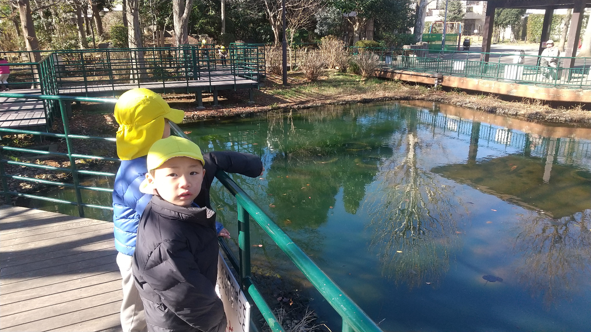 柳原千草園の池で鯉を観察する子どもたち