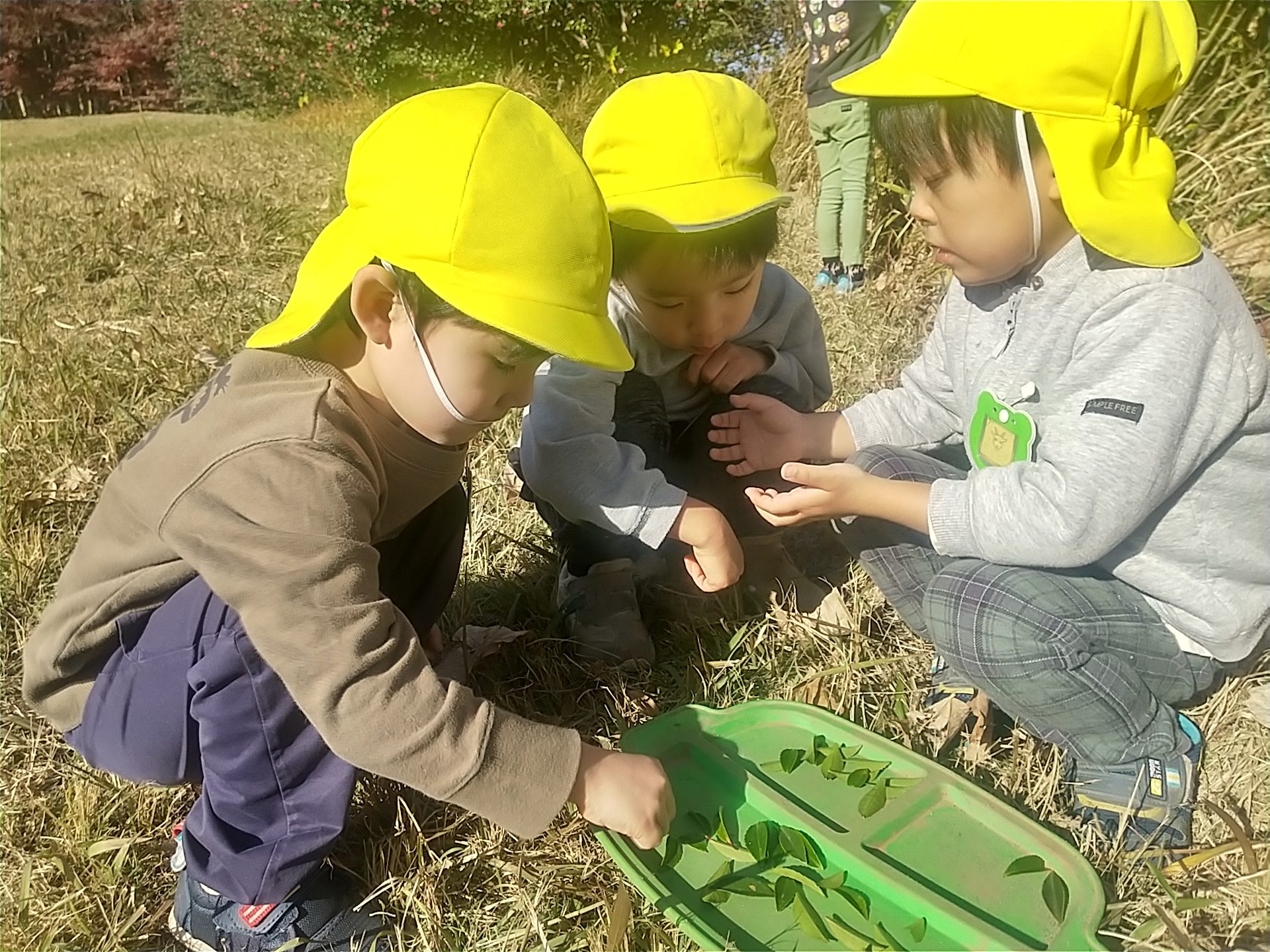 お皿に葉っぱを乗せる子どもたち