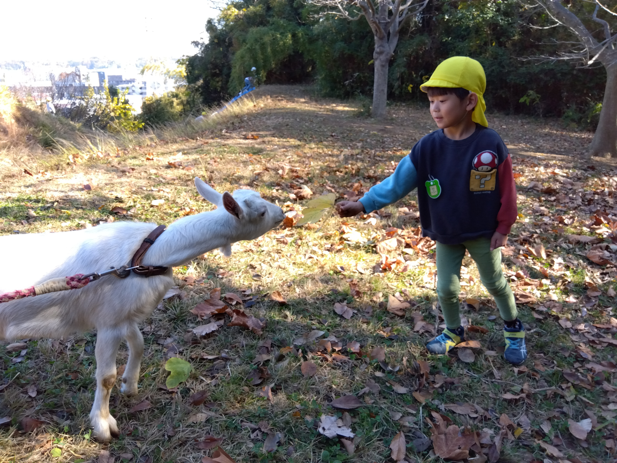 ヤギに直接葉っぱをあげる子ども