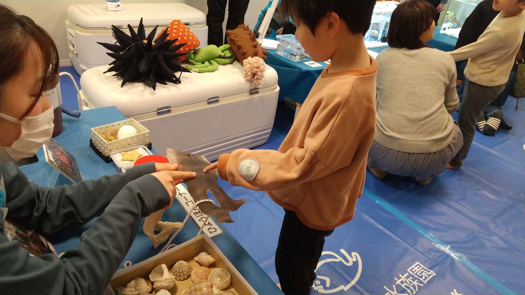 本物のサメの皮に触れる子ども