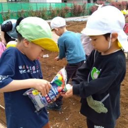 発達支援つむぎ 駒沢「園児と共同の畑仕事」