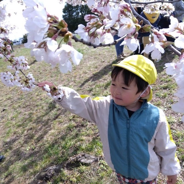 桜の花に触れる子ども