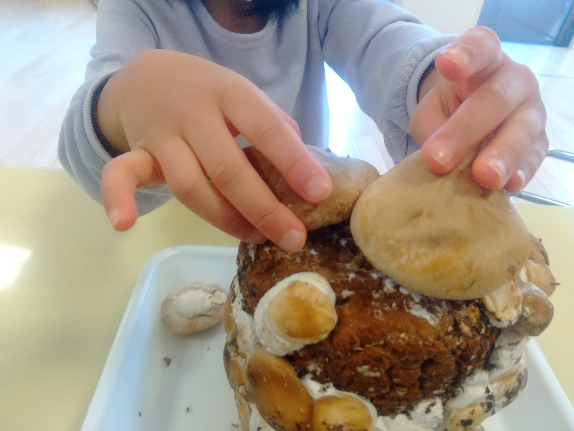 栽培している椎茸を観察する子ども