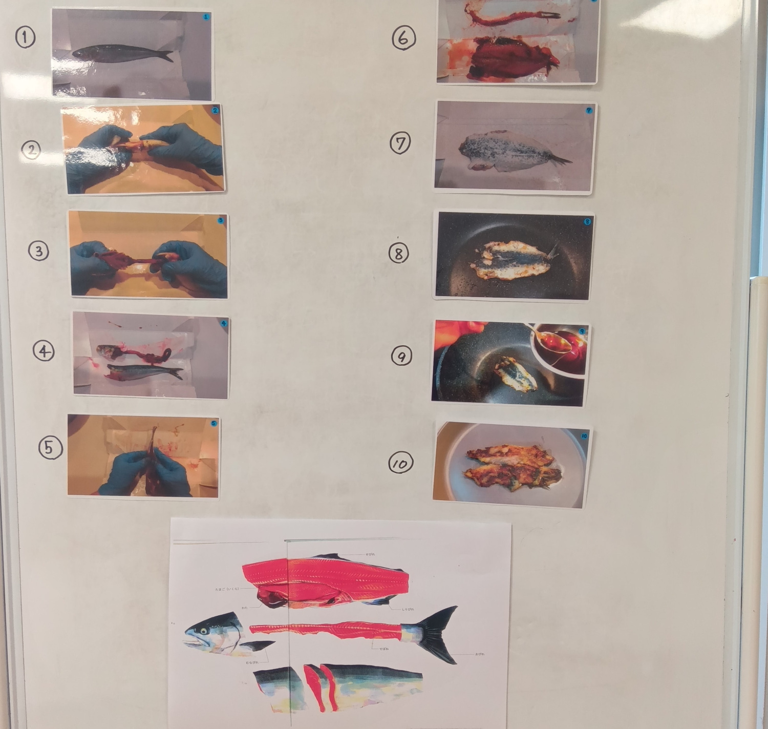 イワシの手開きの手順