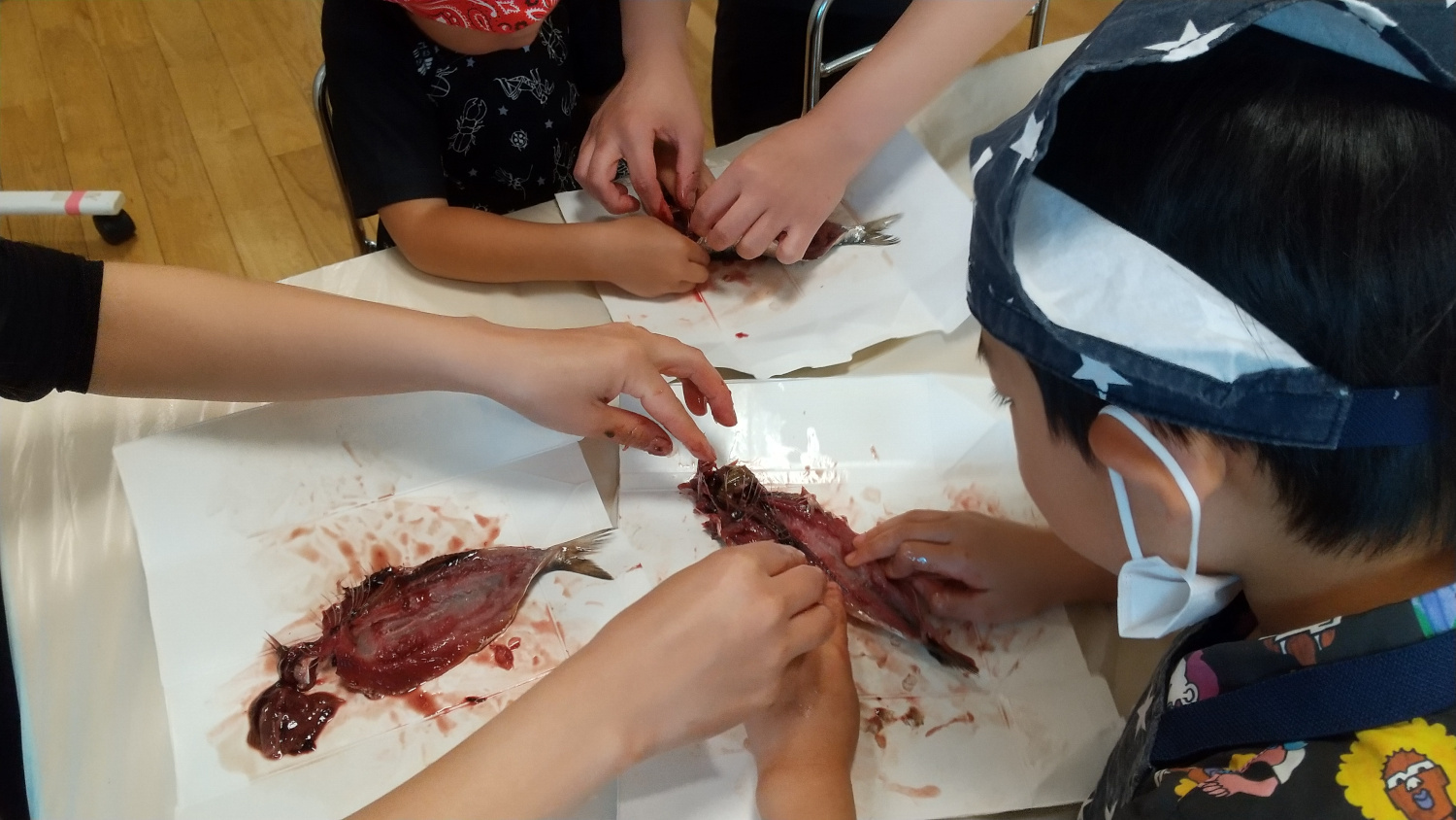 イワシの手開きに挑戦する子どもたち