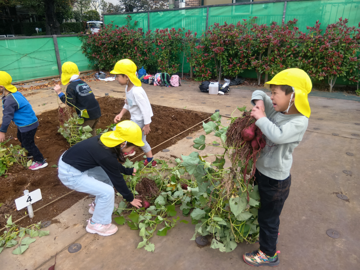 さつまいも掘りのようす