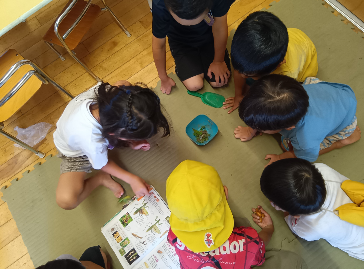 図鑑を広げて眺める