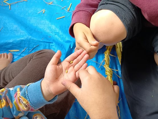 稲穂についた米を見つける