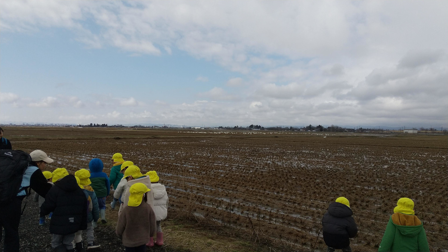 白鳥の群れを眺める子どもたち