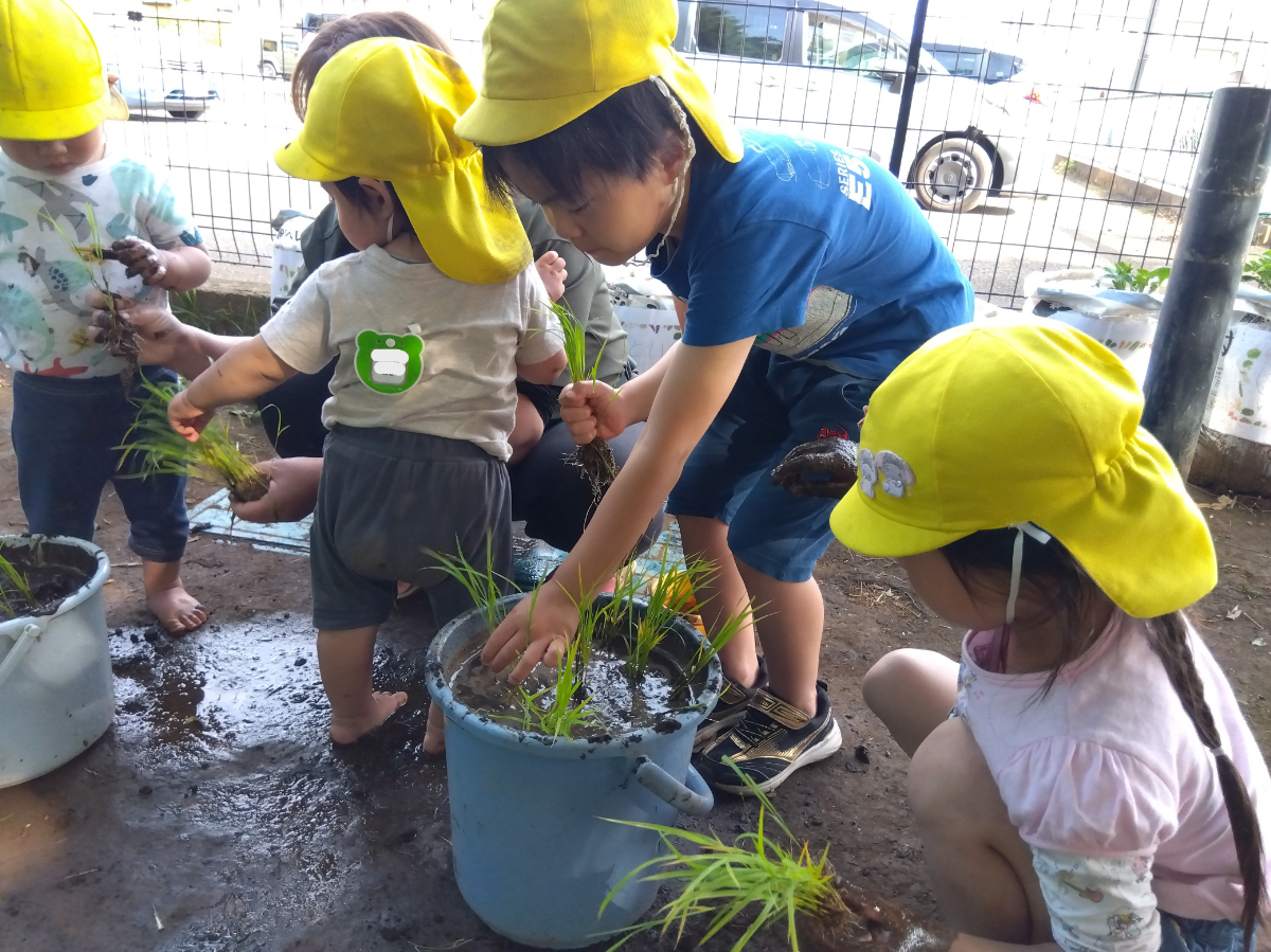 バケツに稲を植える子どもたち