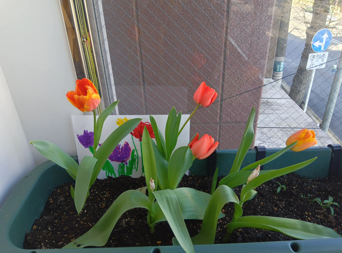 チューリップの花