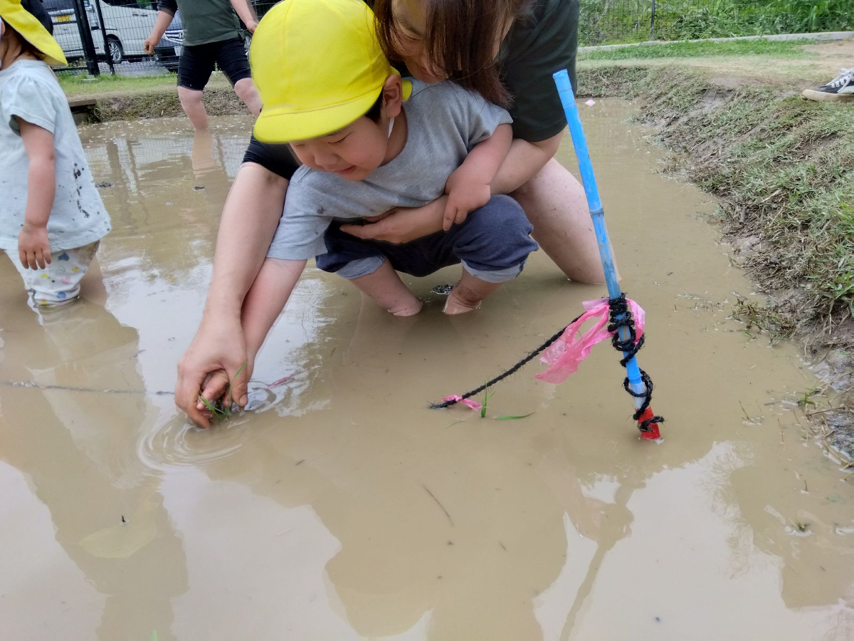 田植えをする様子