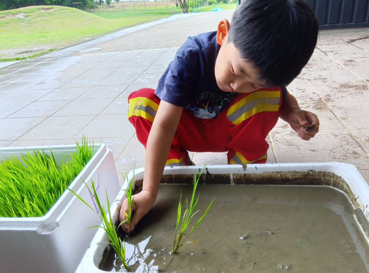 田植え中の子ども