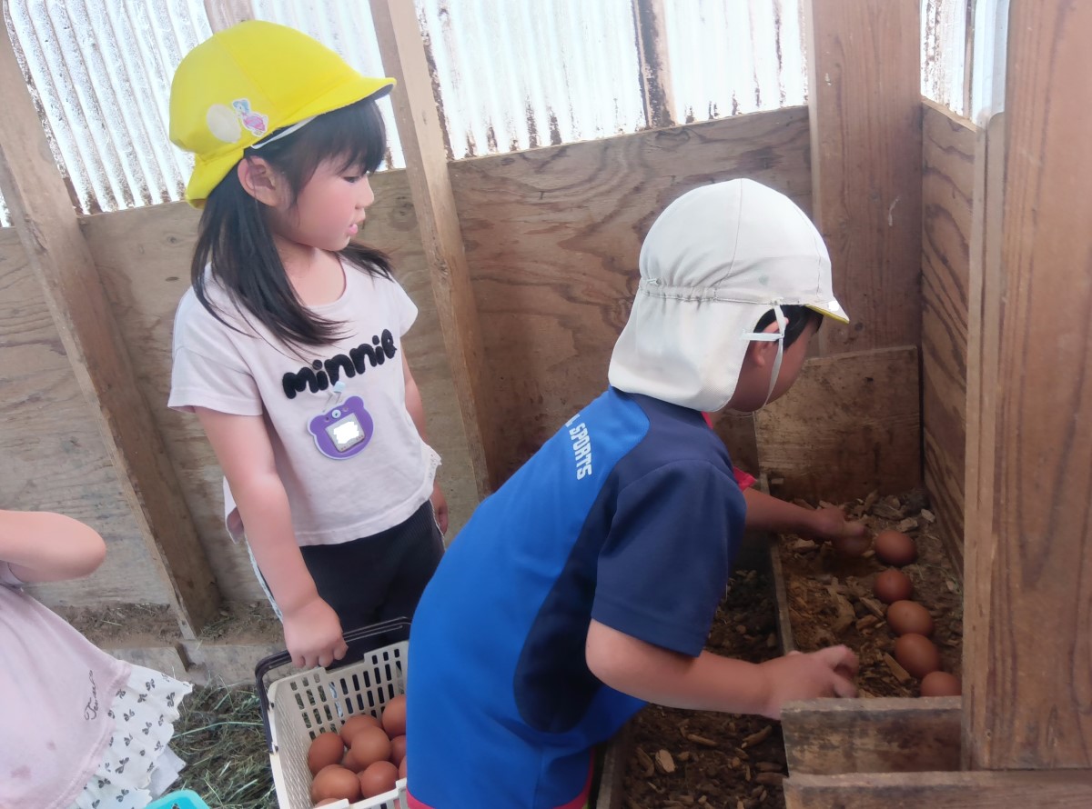 卵を収穫する子どもたち