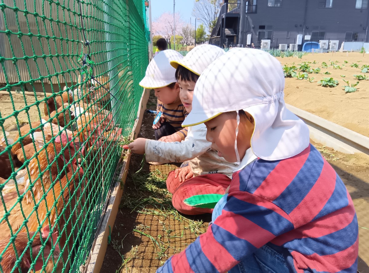 鶏に草をあげる子どもたち