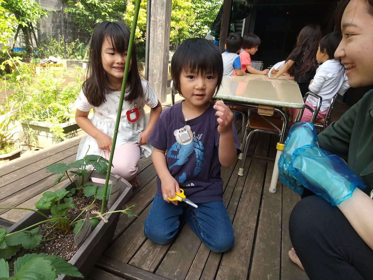 いちごを収穫する子どもの様子