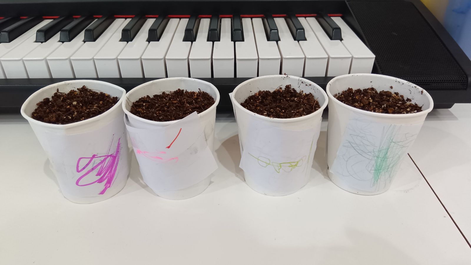 土が入れられた紙コップ