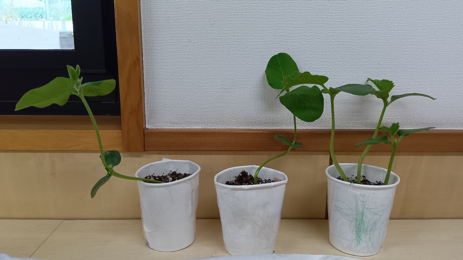 植物の芽が伸びる紙コップ