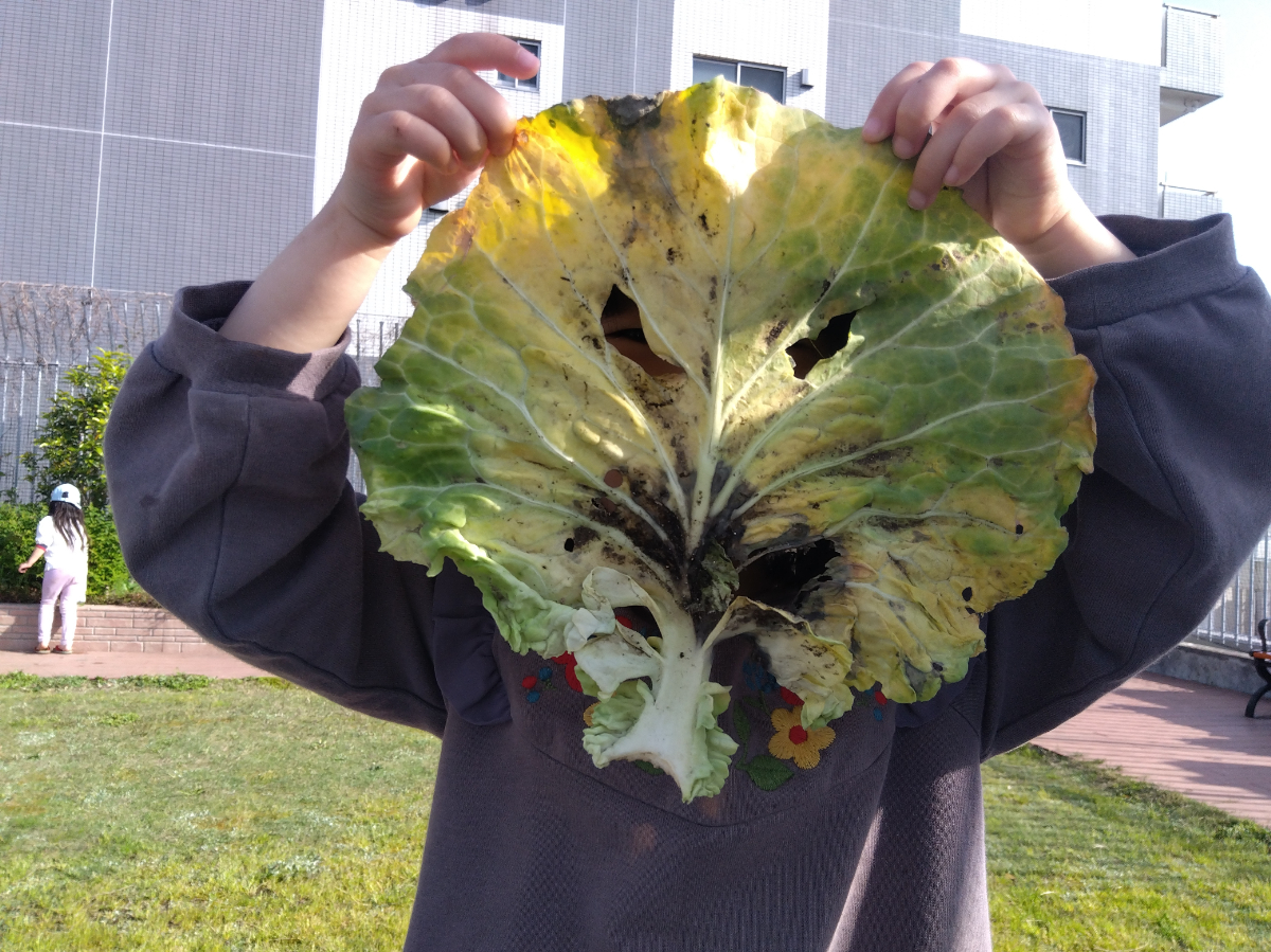 大きな葉を顔の前に広げる子ども