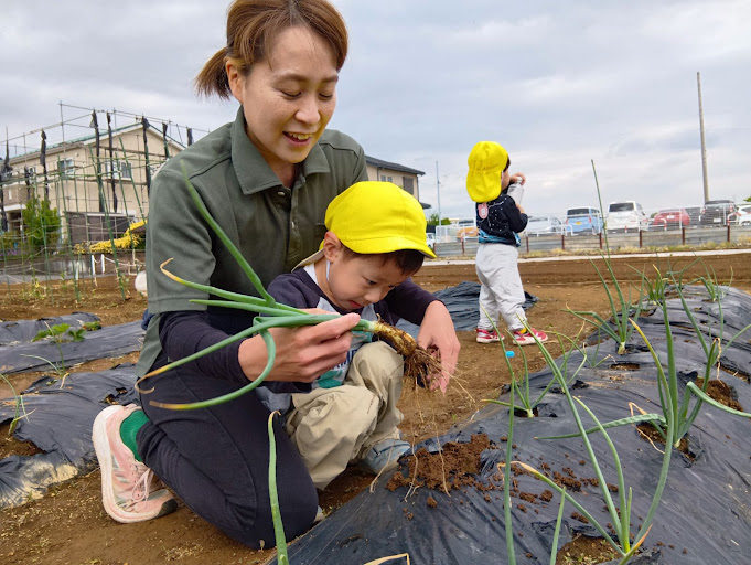 野菜を収穫する様子