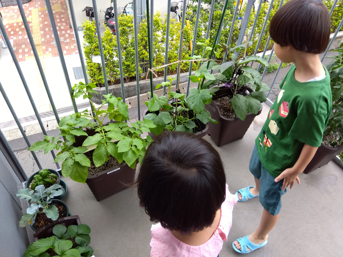 野菜を観察する子どもたちの様子