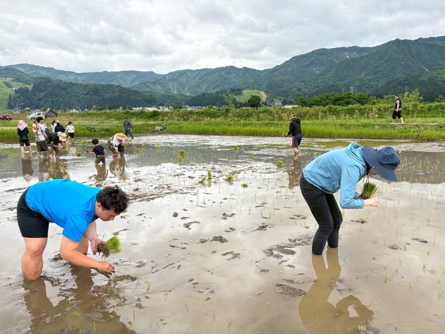 一束ずつ丁寧に植えていく