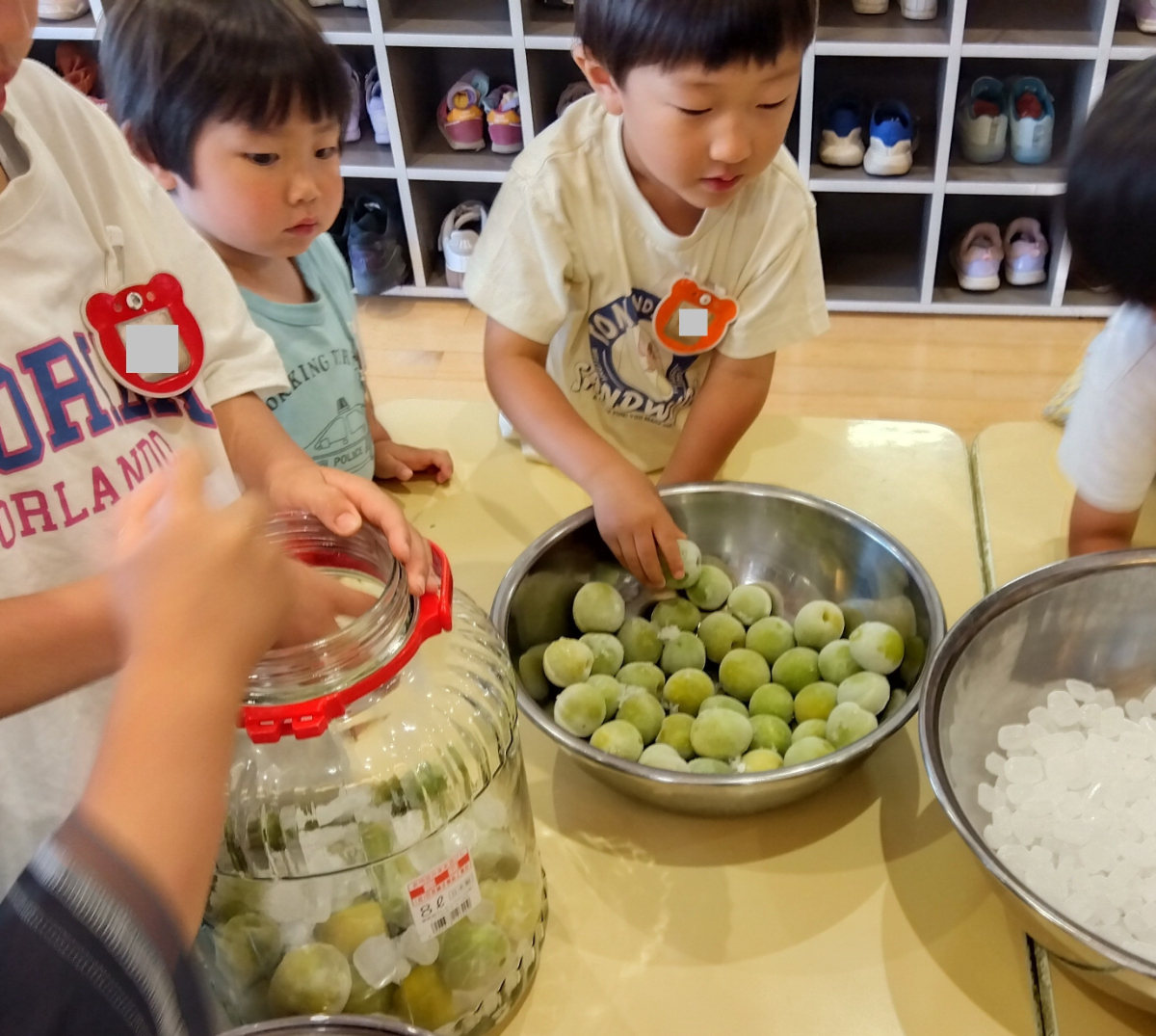 梅を手に取ったり眺めたりする子どもたち