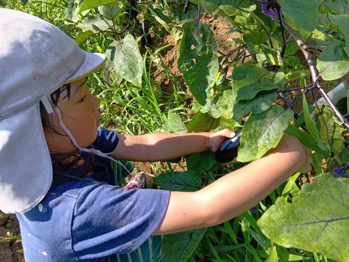ナスを収穫する子ども