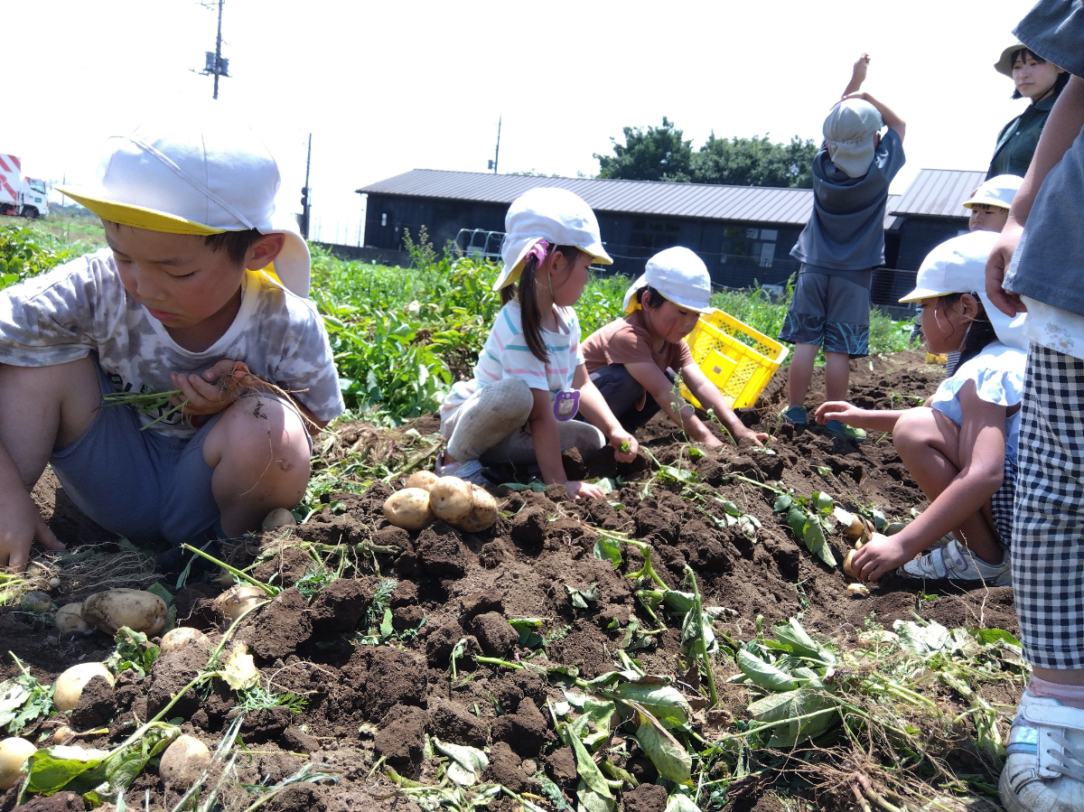 じゃがいもの収穫をする子どもたち