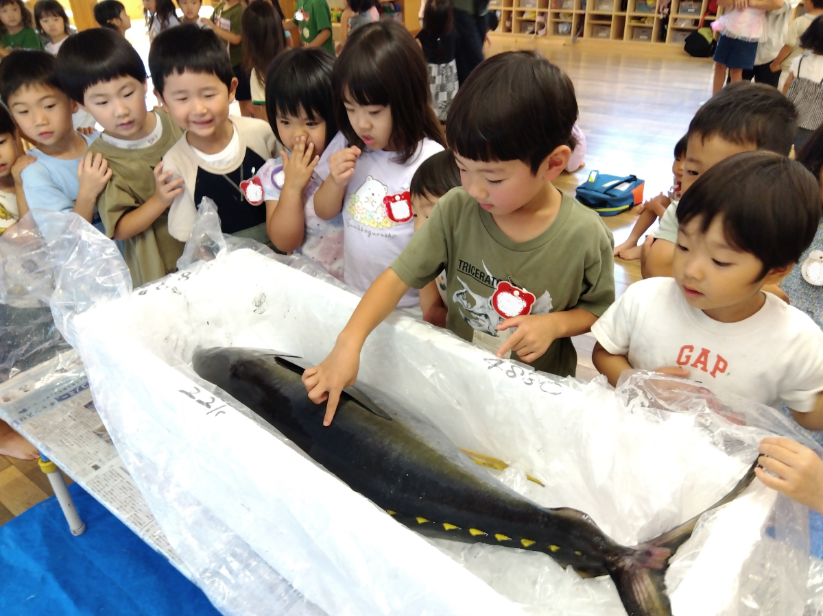 マグロを間近で見たり触れたりする子どもたち