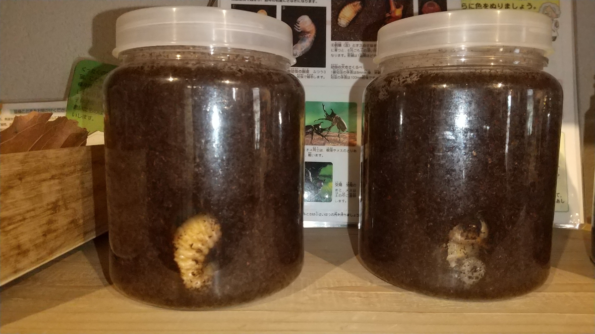 瓶に入ったカブトムシの幼虫