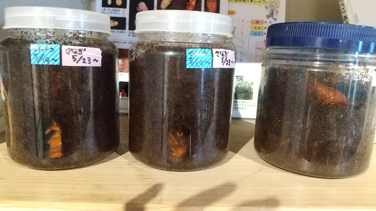 カブトムシのさなぎ