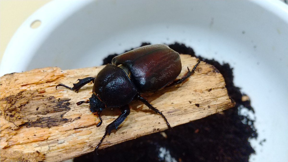 誕生したカブトムシ