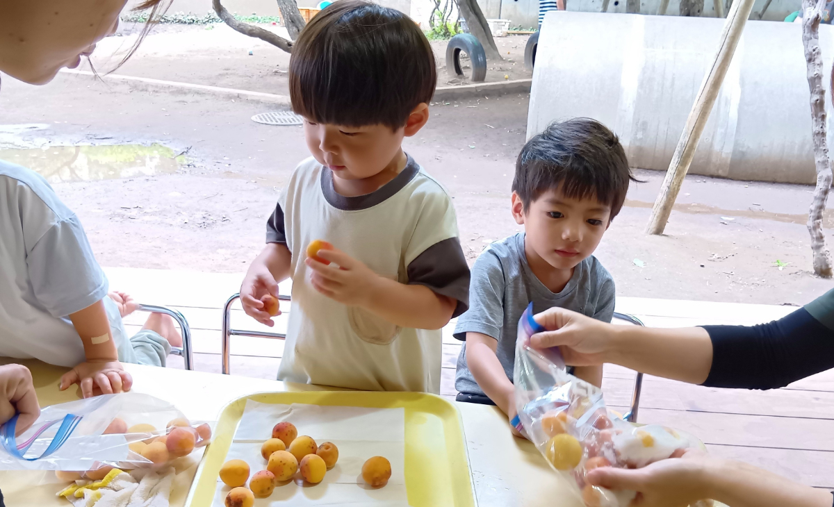 梅を袋に入れていく子どもたち