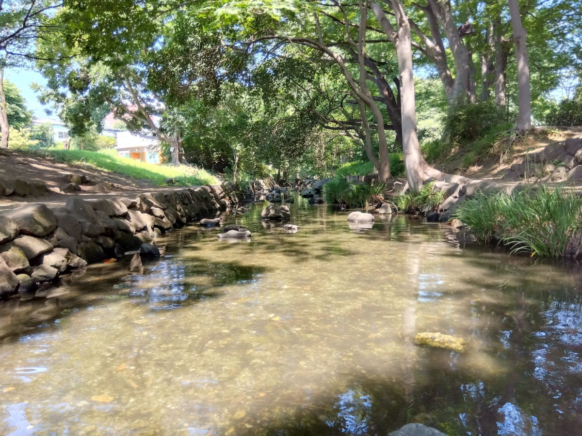 井の頭恩賜公園の小川