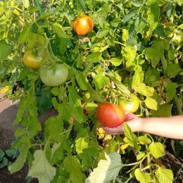 発達支援つむぎ 袖ケ浦「たくさんの大切な命」