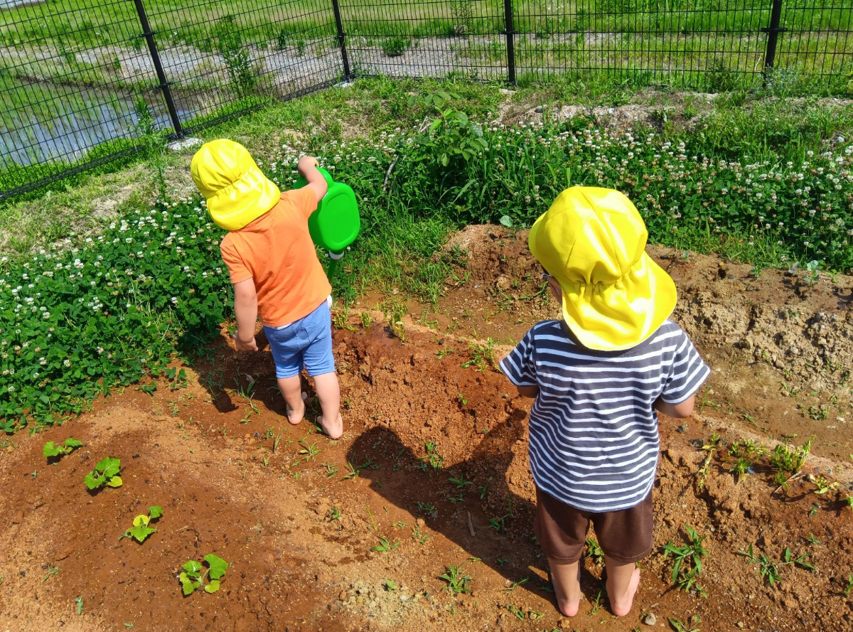 畑に水やりをする子どもたち