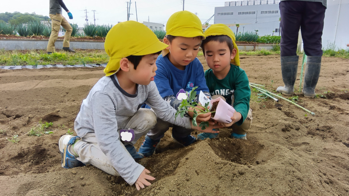 畑に苗を植える子どもたち