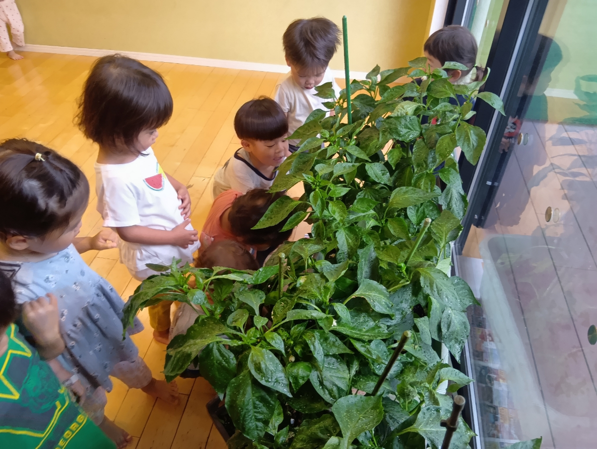 ピーマンの観察をする子どもたち