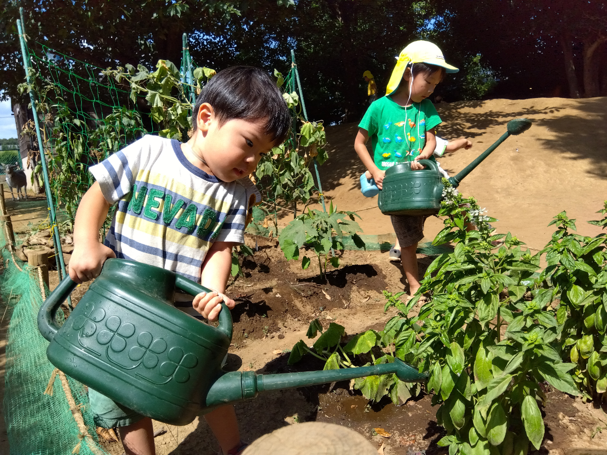オクラに水やりをする子どもたち