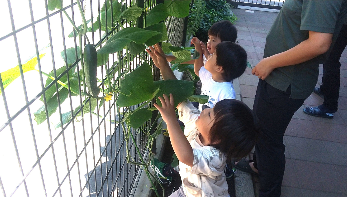 きゅうりの成長を喜ぶ子どもたち