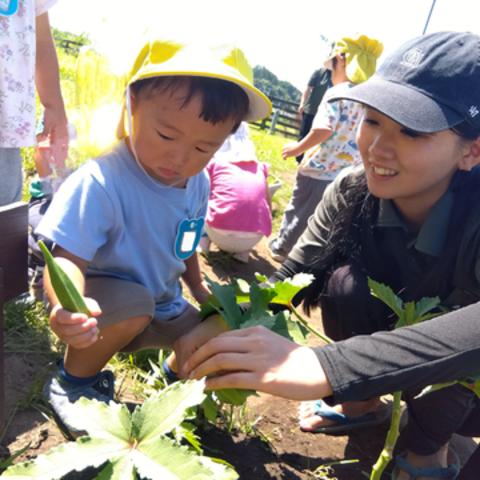 夏野菜を収穫する様子