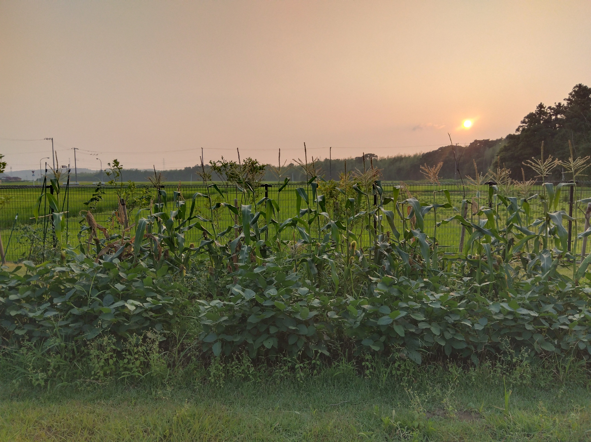 畑で育てているトウモロコシ
