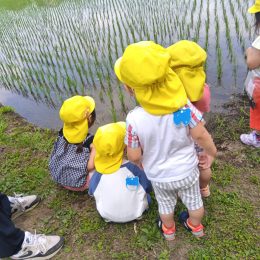 発達支援つむぎ 海老名「オタマジャクシがカエルになったよ」