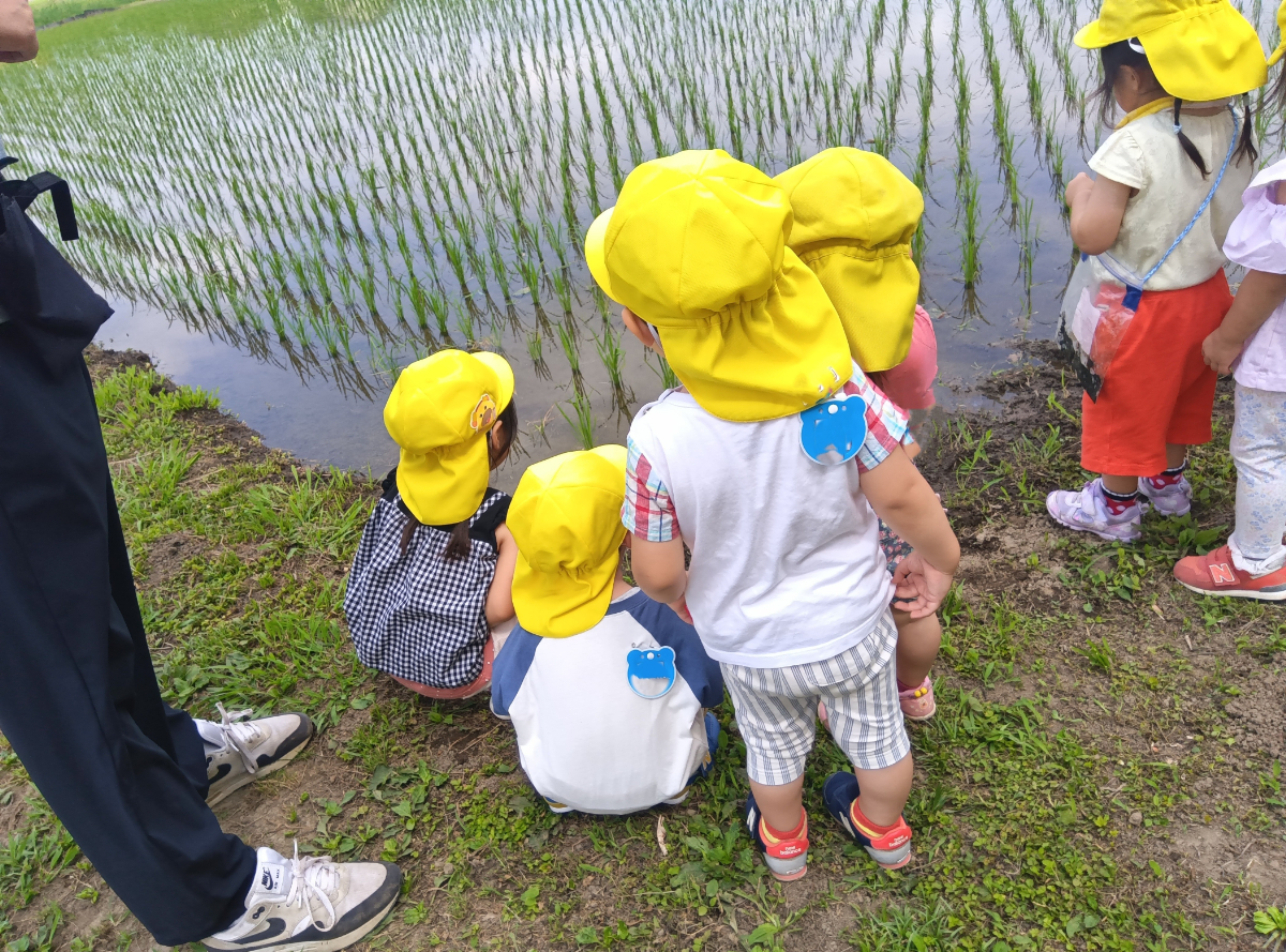 田んぼを見つめる子どもたち