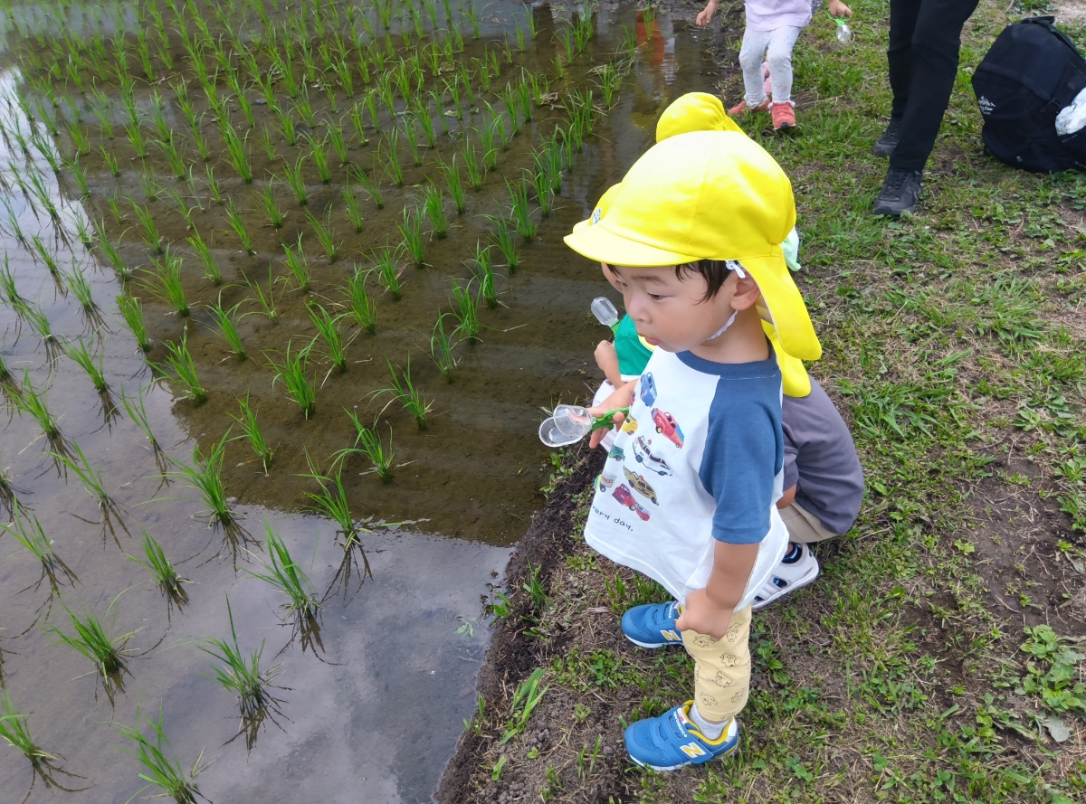 網でオタマジャクシを捕まえる子ども